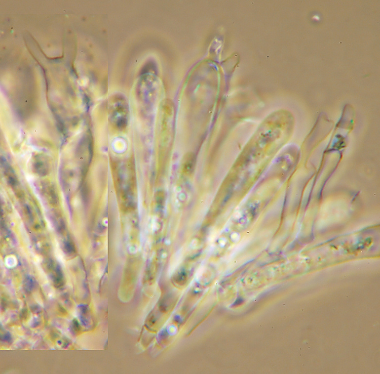 Miniera di Gambatesa 39